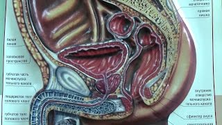Простатиты у мужчин причины(Простатиты у мужчин, причина кроется в сидячем и малоподвижном образе жизни. Это приводит к застойному..., 2015-07-15T07:50:42.000Z)