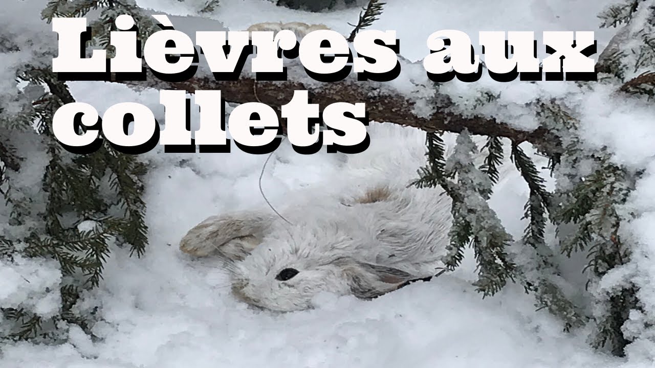 li-vres-aux-collets-youtube