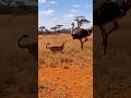 Cheetah Ostrich Mother Rushes In to Save Her Baby치타 vs 타조 새끼어미가 달려와 생명을 구하다チーター vs ダチョウのヒナ母が駆けつけ命を守る