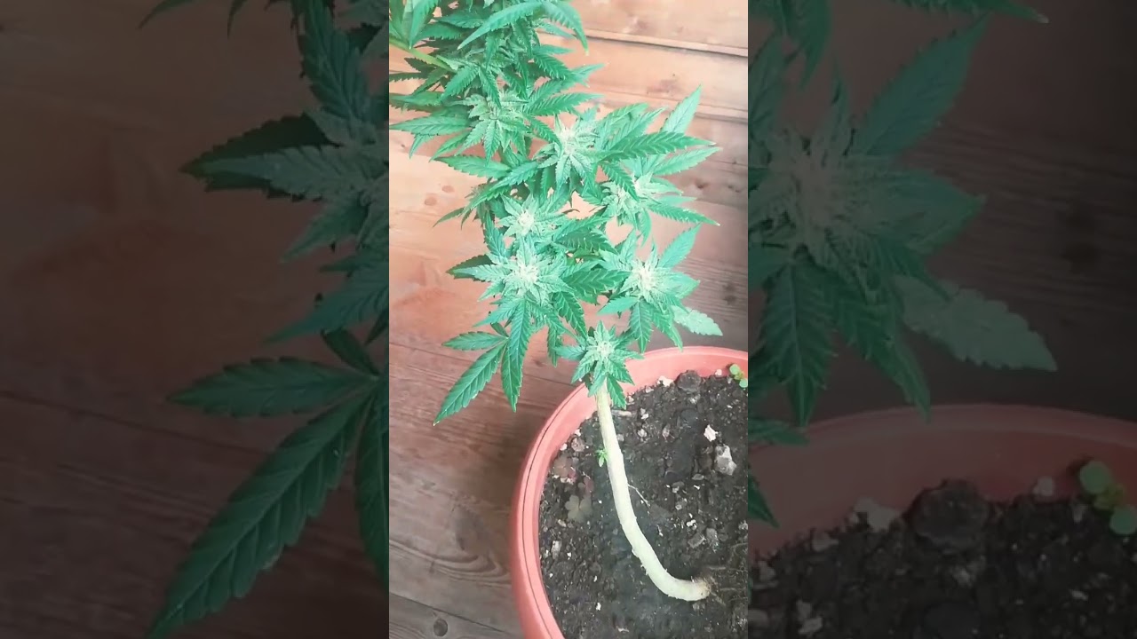 white crystal cannabis