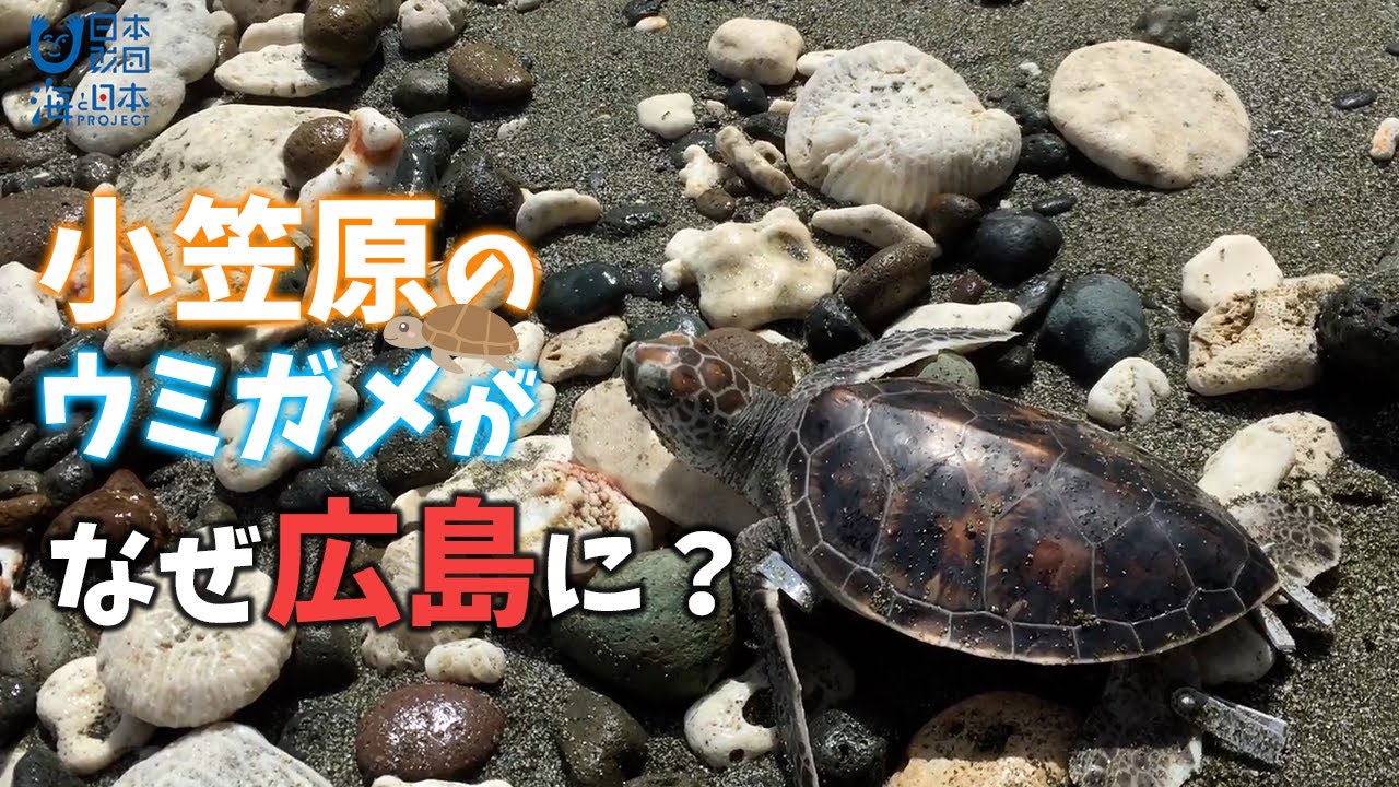 マリホ水族館の挑戦 アオウミガメを大海原に帰したい！ 日本財団 海と