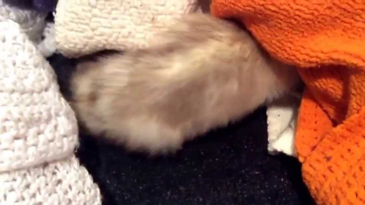 fish eat fish Marshmallow update day 2