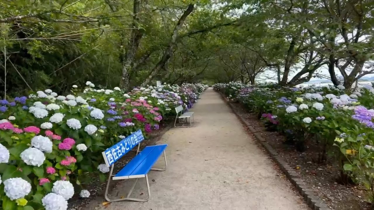 野市町西佐古から父養寺までのあじさいウォーク　最高の日に、1.2kmの土手一面・水路沿いに20〜25種類、およそ19,000株のあじさいを完璧に楽しみました！　〜高知県香南市〜