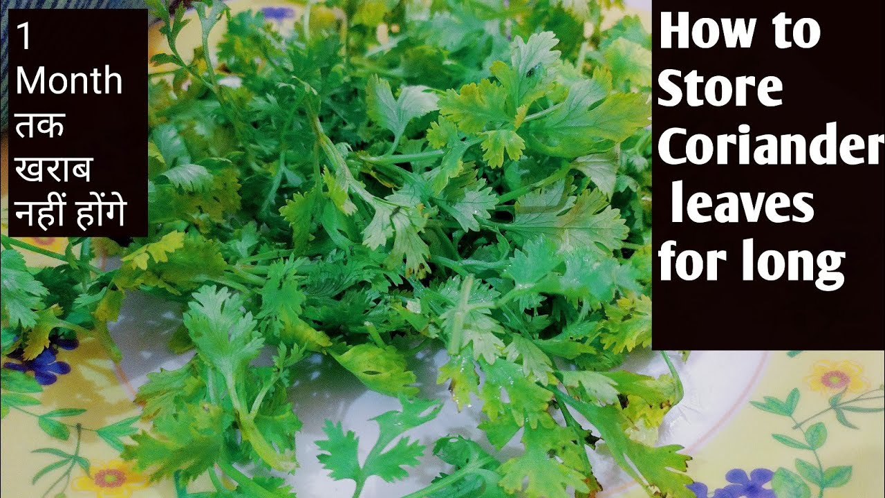 How to store Coriander leaves For long हरे धनिया पत्ती को 1 महिने तक