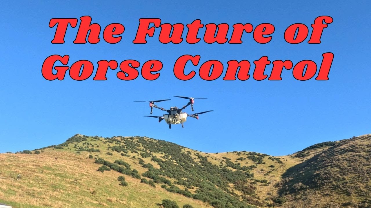 XAG P100 drone spraying Gorse  - More sheep work