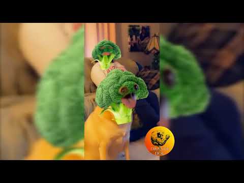 Video: Inihurnong Broccoli Na May Cream