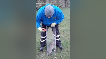 How to use catch alive rabbit traps start to finish. Setting, baiting, catching, dispatch.