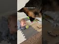 Link In Bio  #dogs #funny #adorably #animalpictures #cat #adorable #animalphotos #pets #cuteanimals