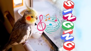 Happy cockatiel singing | cockatiel singing training
