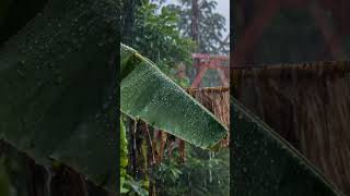 Heavy Rain, Thunder, and a Soothing Village Atmosphere 🌧️⛈️