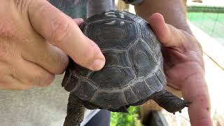 Divided Or Split Scute Aldabra Tortoise
