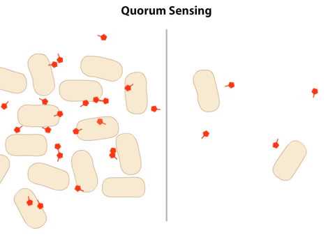 Vídeo: Os Papéis Dos Pequenos RNAs: Percepções Da Detecção De Quorum Bacteriano