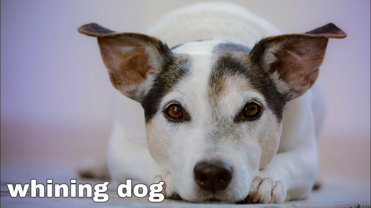 whining dog, tiếng chó kêu rên rỉ, cho chó nghe - YouTube