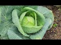 1st GARDEN Update 2023 Fresh Cabbage Slaw