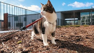 Walking Our Cat For The First Time