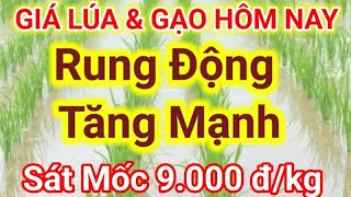Giá Lúa & Gạo Hôm Nay 2532026.Chuyển Sang Chiến Lược Mua Chậm, Chờ Giá
