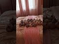 Pov when you have made 26 chickens