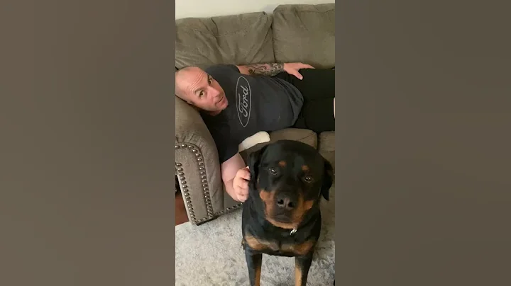 Rottweiler protects owner. - DayDayNews
