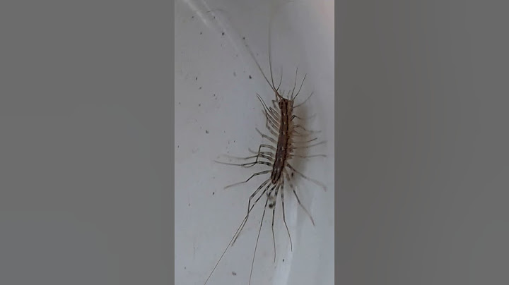 Are you afraid of house centipedes?