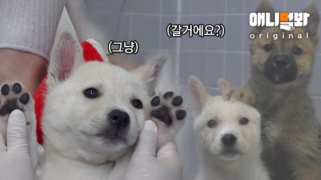 ⏰7분 만요⏰ 강아지들을 그냥 지나치지 말아주세요ㅣLooking These Dogs’ Family