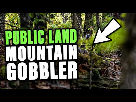 Public Land Gobbler Peek-A-Boo!