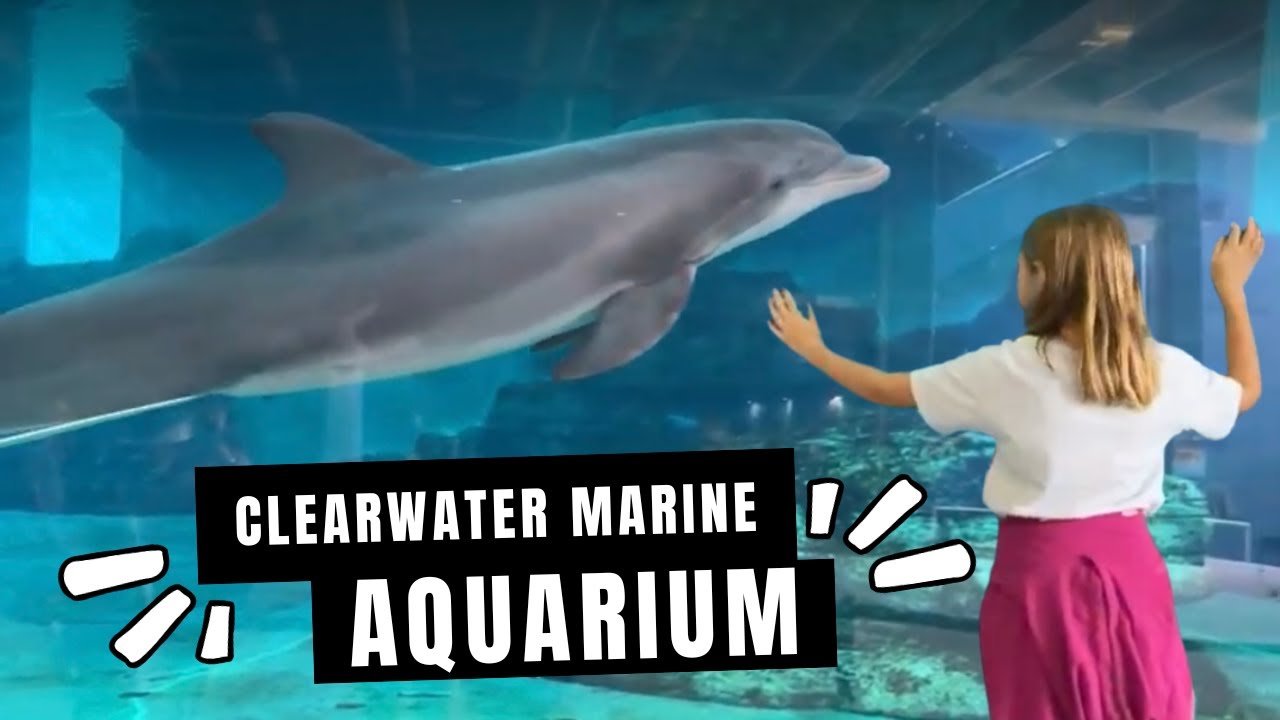 Clearwater Marine Aquarium Full Tour - YouTube
