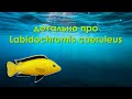 детально про Labidochromis caeruleus