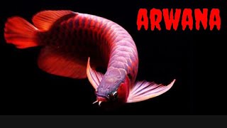 Cara menggambar ikan ARWANA || How to draw a fish AROWANA