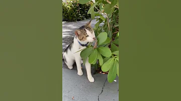 Ящерица укусила кошку
