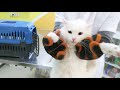 Turkish Van cat screams and bites the hand of the vet の動画、YouTube動画。