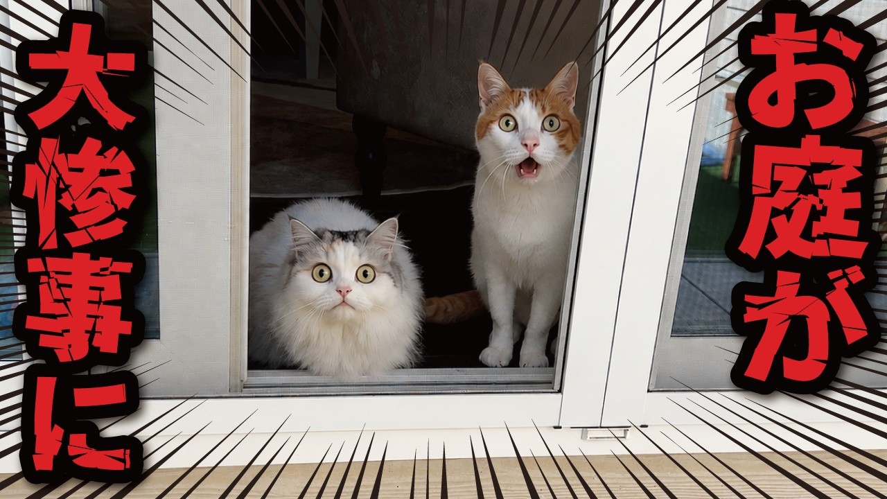にゃんページ The cats' garden has turned into a total disaster