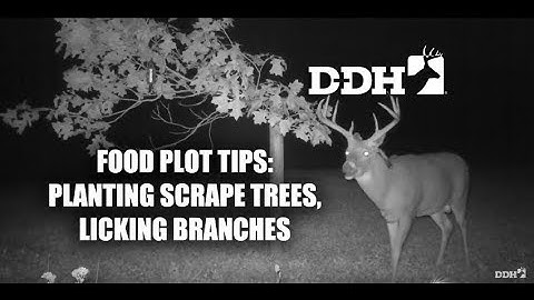 Food Plot Tips: Planting Scrape Trees, Licking Branches | Steve Bartylla @deerhuntingmag