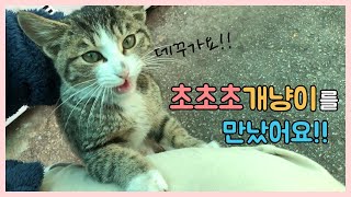 [ENG SUB] I met a really lovely cat in the road