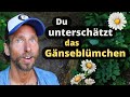 Gänseblümchen - Kleine Power-Blume für deine Gesundheit | Kräuterkunde der Heilpflanze Mp3 Song