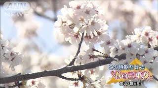 桜、チューリップ、菜の花・・・川沿いに色彩の三重奏(2021年4月3日)