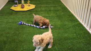 Cockapoo Puppies For Sale