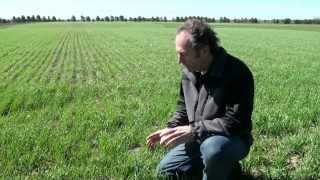 Wheat Growth Stages 10 to 32 .mpeg