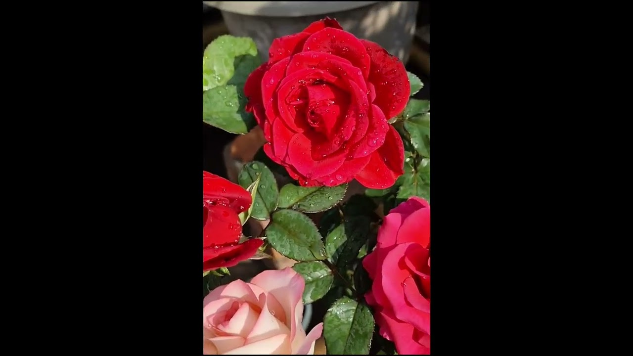 Latest beautiful rose plants Gardening for home