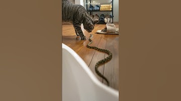 OMG! Snake tries to find the mouse, but face to face with cat. How will?