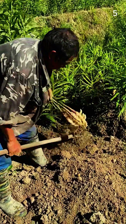 Panen lengkuas yang melimpah hasil pertanian sukses #shorts