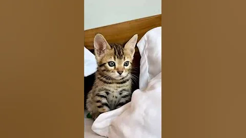 Watch the video about Little miracle of nature🩵🎀🤎 #bengallove #cat #bengalkitty #bengals #bengallovers #cute #kitten