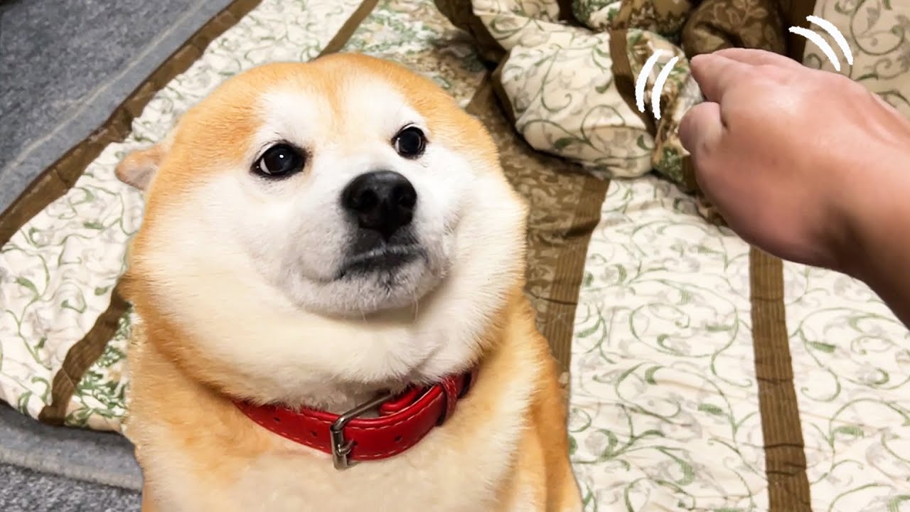 Pet The Transparent Shibe Next To The Real Shibe Youtube