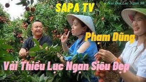 SA PA TV Phạm Dũng Cẩm Tiên TV Lên Đồi Bẻ Vải Thiều Lục Ngạn Trời Mưa I Núi Đồi Lục Ngạn