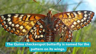 Quino Checkerspot Butterfly Spotlight
