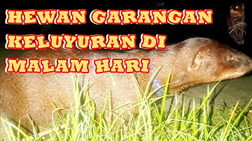 Hewan garangan keluyuran di malam hari ‼️#garangan #moongose #lasun 