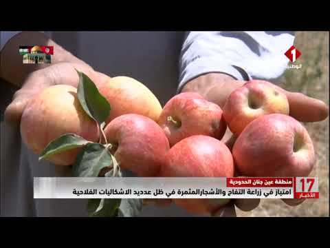 منطقة عين جنان الحدودية امتياز في زراعة التفاح و الأشجار المثمرة في ظل عدديد الاشكاليات الفلاحية
