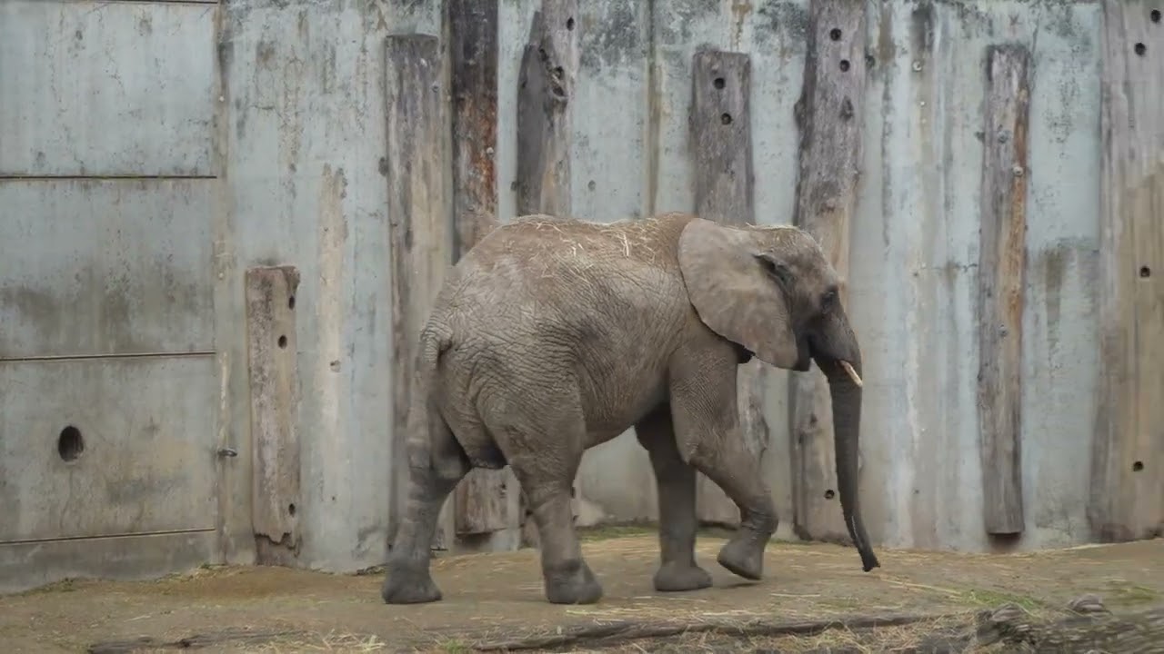 05.15.2025 Bergzoo Halle Elefanten