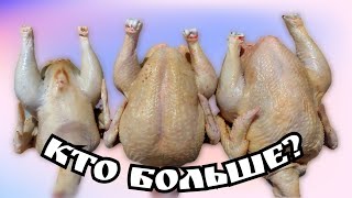 видео: Убрали утку СК-6, вывели Ст-5. Забили цветного бройлера. Кто больше Редбро или Голошейка картинка: Убрали утку СК-6, вывели Ст-5. Забили цветного бройлера. Кто больше Редбро или Голошейка