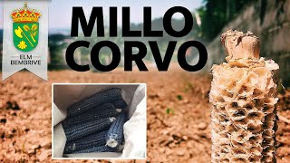 Lume de Carozo, o Millo Corvo 🌽⚫ | Bembrive Fértil