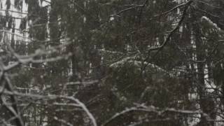 Видеофон Снег В Лесу